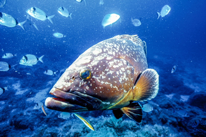 Plongée en mer Méditerranée