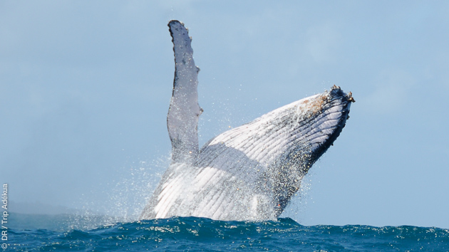 Voyage plongée Madagascar Nosy Be 2023