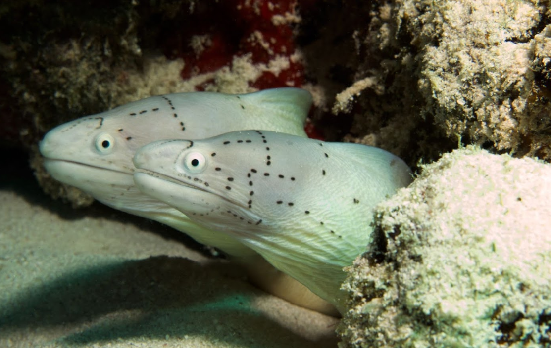 Voyage plongée Zanzibar 2024
